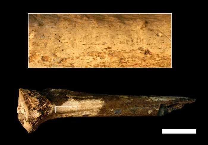 View of hominin tibia - enlarged area showing cut marks (Briana Pobiner)