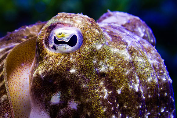The common cuttlefish (Sepia officinalis).  Photo credit: Stephan Junek, Max Planck Institute for Brain Research.