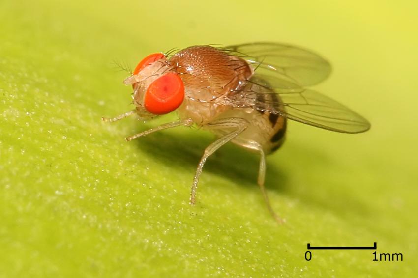 New AI system can decode fruit fly behaviors: Why that matters for future human genetic research
